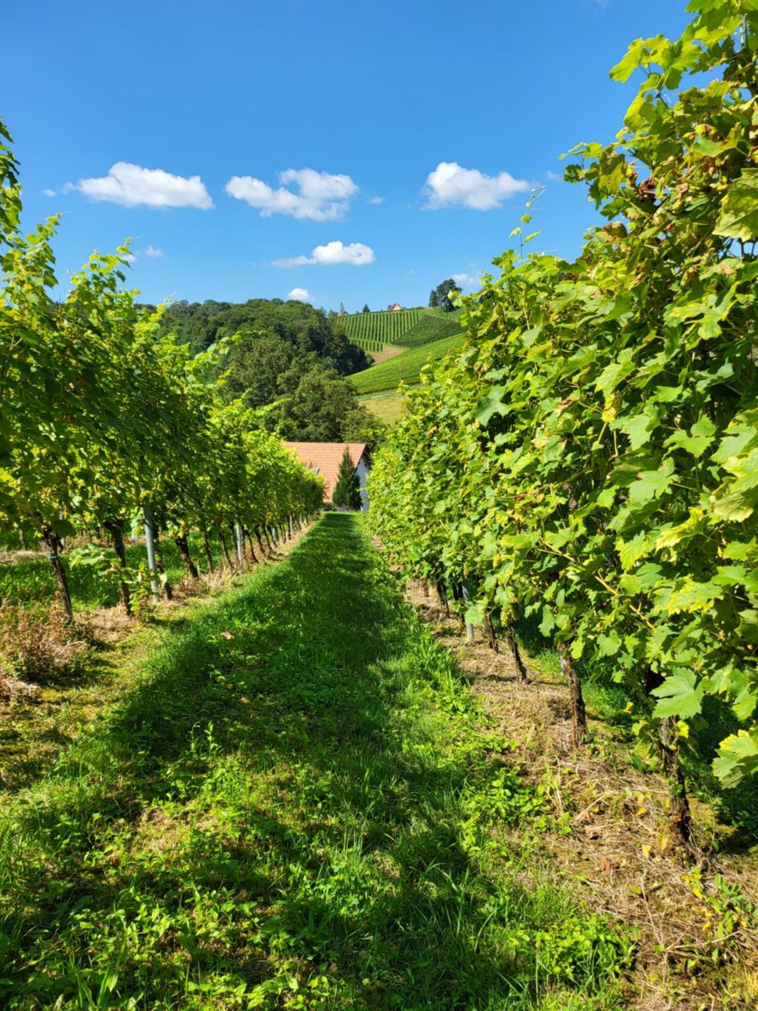 Ferienhaus Zangl Am Seggauberg - Suedsteiermark Лейбниц Экстерьер фото